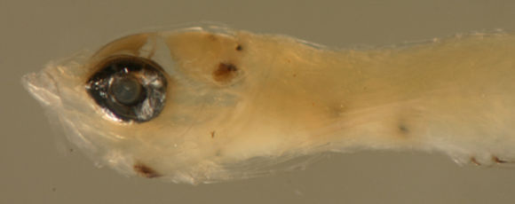 Image of Lofty Triplefin