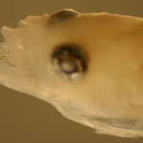 Image of Bearded goby