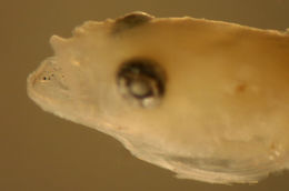 Image of Bearded goby