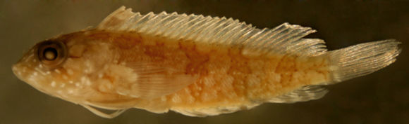 Image of Mock blenny