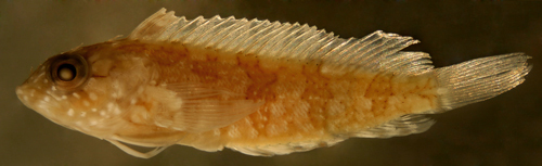 Image of Mock blenny