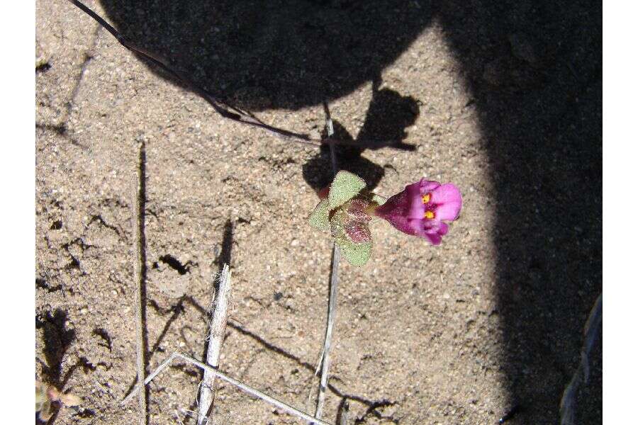 Image of Cusick's monkeyflower