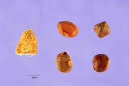 Image of velvetpod mimosa