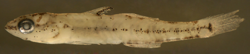 Image of Gobiomorus