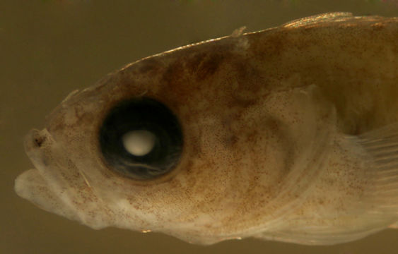 Imagem de <i>Labrisomus guppyi</i>