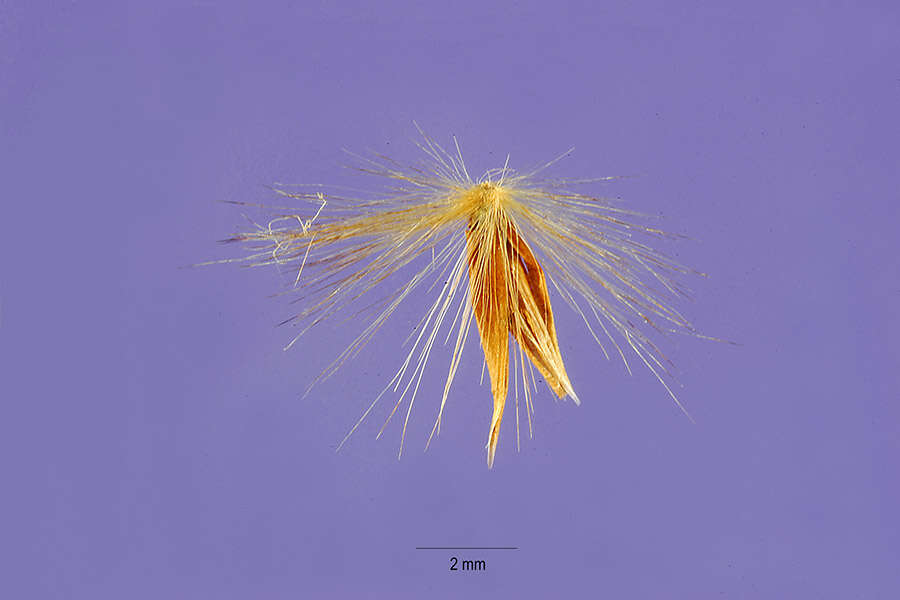 Imagem de Miscanthus floridulus (Labill.) Warb. ex K. Schum. & Lauterb.