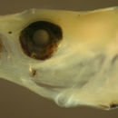 Imagem de Eleotris amblyopsis (Cope 1871)
