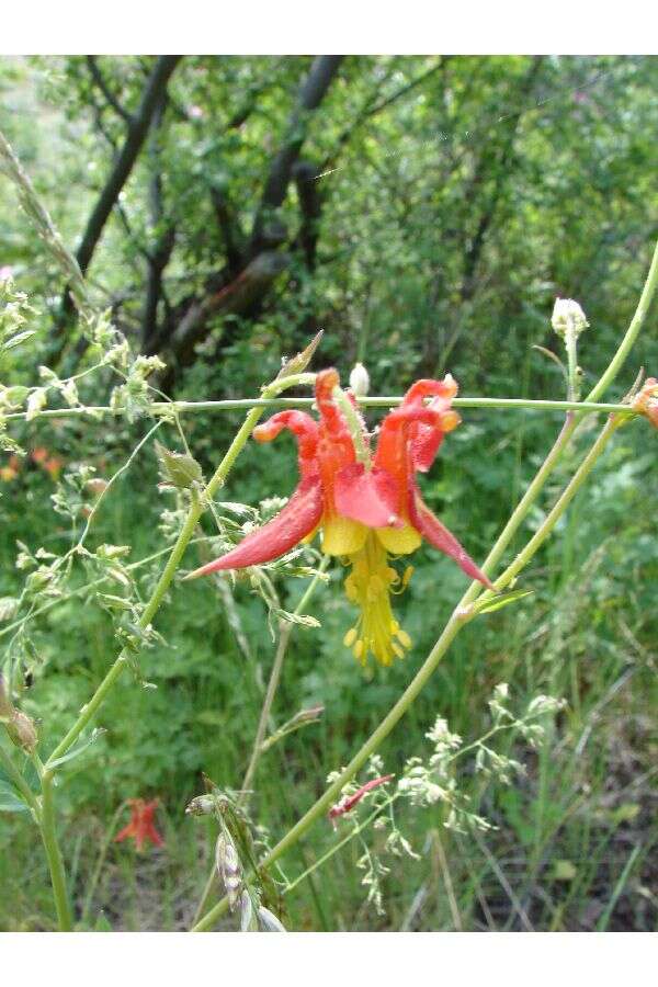 Image of western columbine