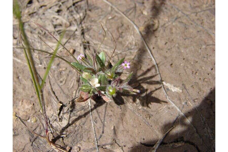 Image of slender phlox