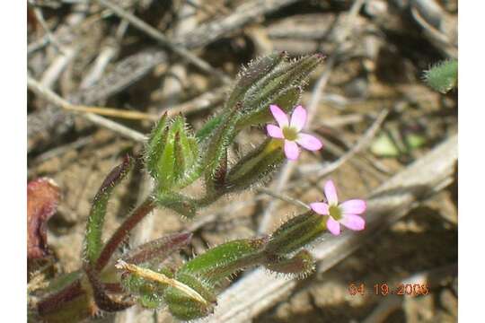 Image of slender phlox