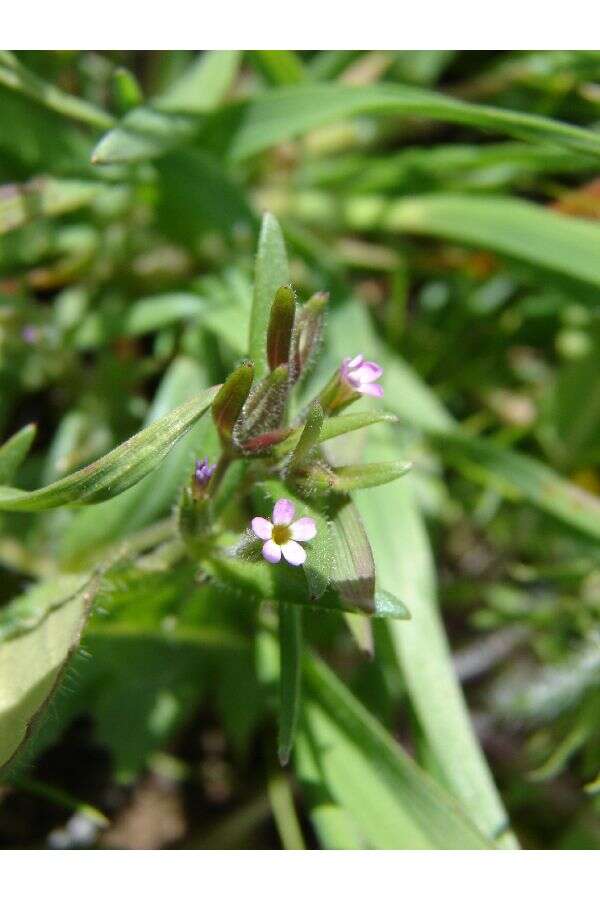 Image of slender phlox