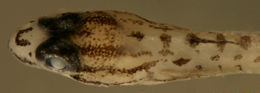 Слика од Coryphopterus glaucofraenum Gill 1863