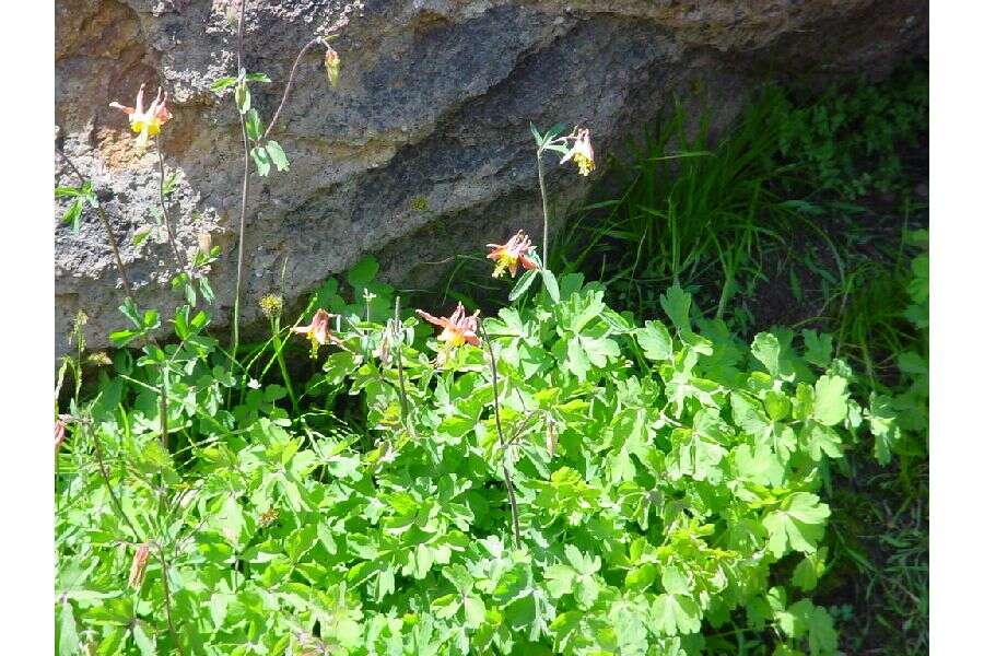 Image of western columbine