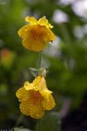 Слика од Mimulus guttatus