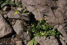 Слика од Mimulus guttatus