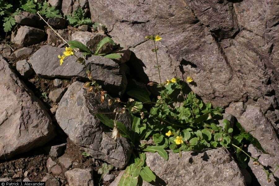 Image de Mimulus guttatus