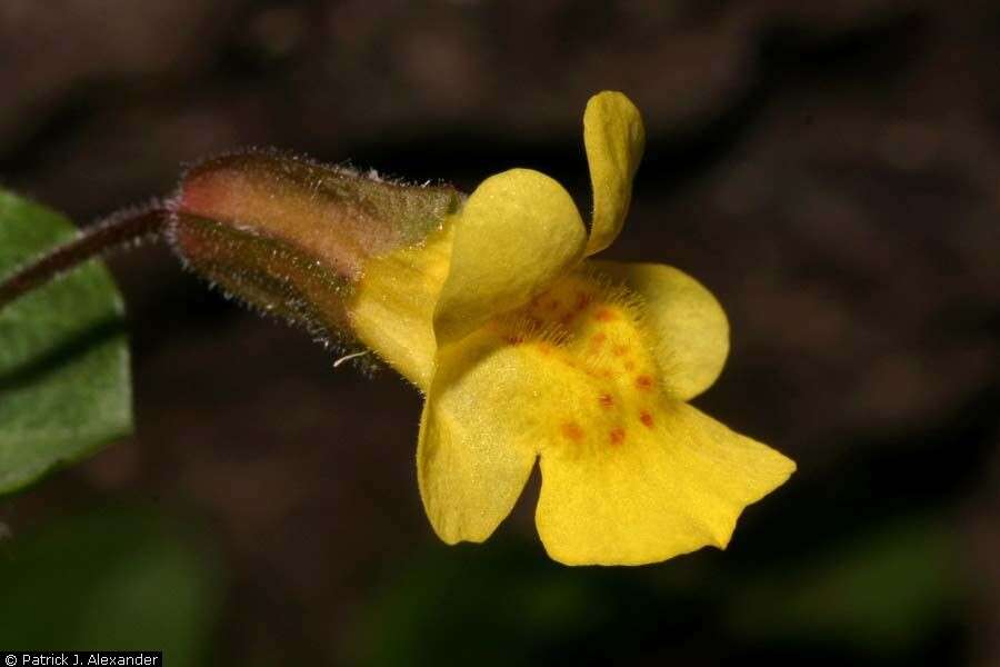 Слика од Mimulus guttatus