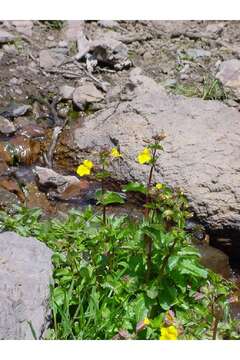 Image de Mimulus guttatus