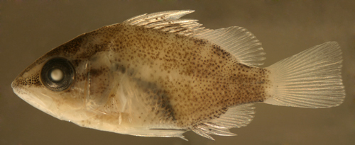 Image of Gray Snapper