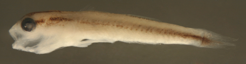 صورة Elacatinus phthirophagus Sazima, Carvalho-Filho & Sazima 2008