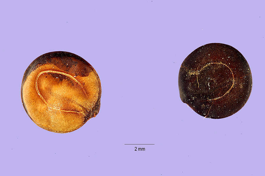 Слика од Mimosa malacophylla A. Gray