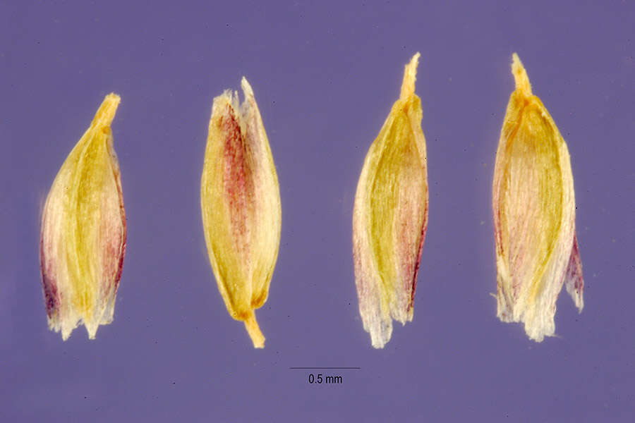 Слика од Mibora minima (L.) Desv.