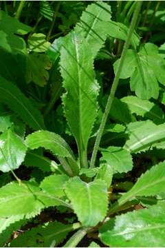 Image of Lettuce-Leaf Pseudosaxifrage