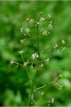 Image of Lettuce-Leaf Pseudosaxifrage