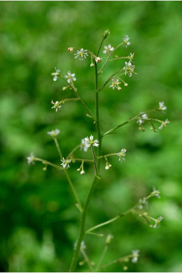 Image of Lettuce-Leaf Pseudosaxifrage