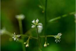 Image of Lettuce-Leaf Pseudosaxifrage