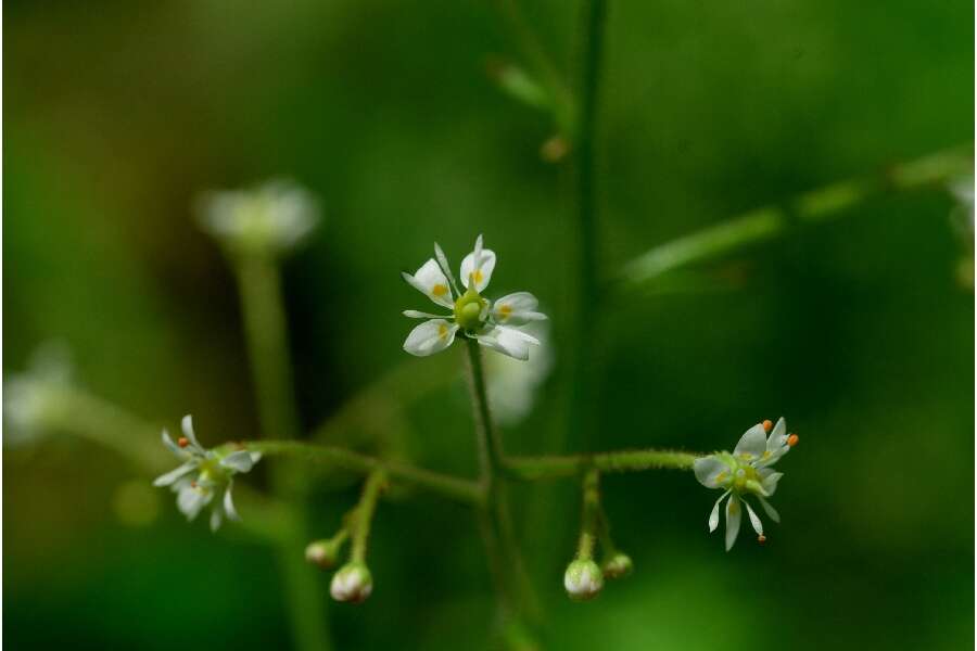 Image of Lettuce-Leaf Pseudosaxifrage