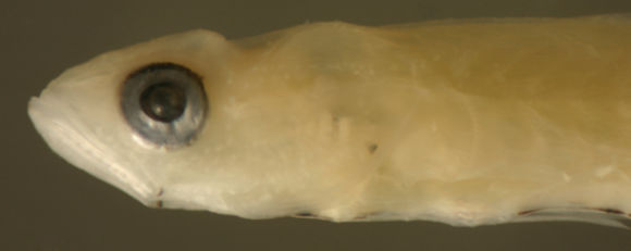 Image of Gobiomorus