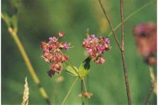 Image of Heart-Leaf Four-O'clock