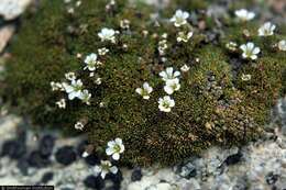 Plancia ëd Cherleria obtusiloba (Rydb.) A. J. Moore & Dillenb.