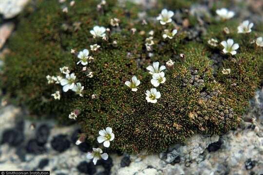 Imagem de Cherleria obtusiloba (Rydb.) A. J. Moore & Dillenb.