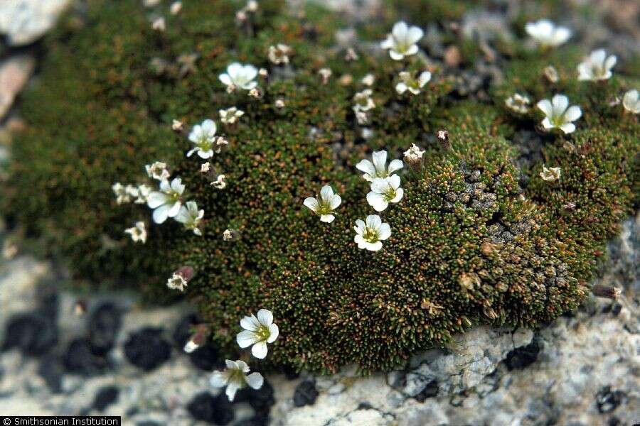 Plancia ëd Cherleria obtusiloba (Rydb.) A. J. Moore & Dillenb.