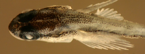 Image of Caribbean neon goby