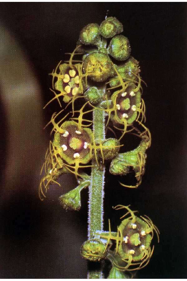 Image of fivestamen miterwort