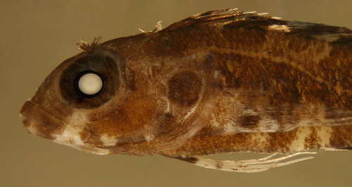 Image of <i>Labrisomus haitiensis</i>