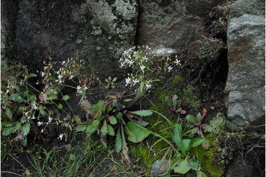 Image of Michaux's Pseudosaxifrage