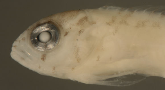 Image of Goldline Blenny