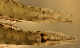 Image of Bridled Goby