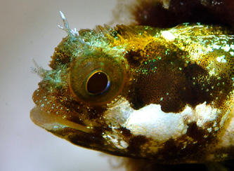 Image of Secretary Blenny