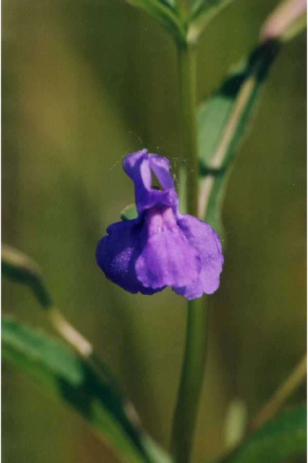 Image de Mimulus ringens L. var. ringens