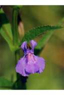 Image de Mimulus ringens L. var. ringens