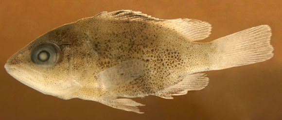 Image of Gray Snapper