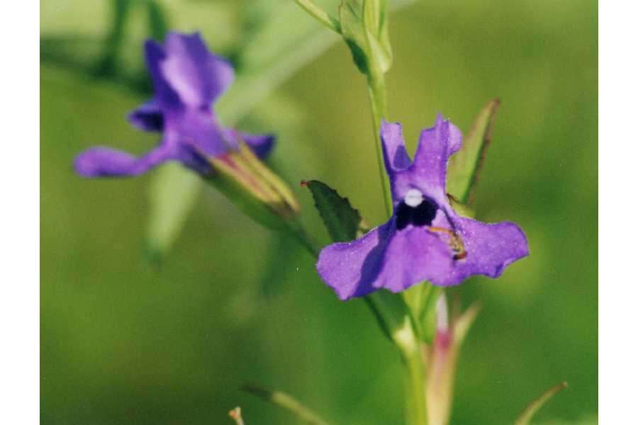 Image de Mimulus ringens L. var. ringens