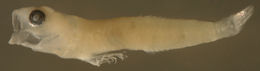 صورة Elacatinus illecebrosus (Böhlke & Robins 1968)