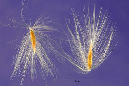 Imagem de Miscanthus sacchariflorus (Maxim.) Benth. & Hook. fil. ex Franch.