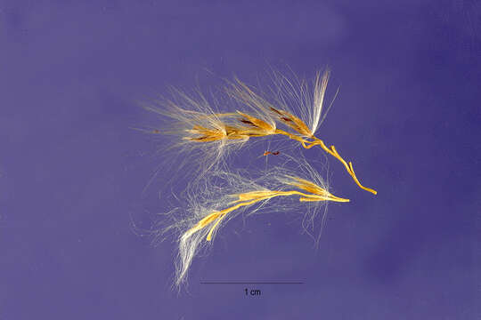 Imagem de Miscanthus sacchariflorus (Maxim.) Benth. & Hook. fil. ex Franch.